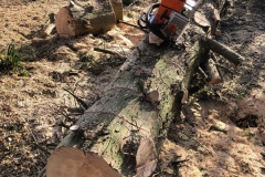Tolleshunt Tree Care