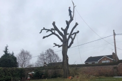 Tolleshunt Tree Care