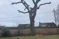 Tolleshunt Tree Care