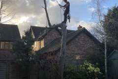 Tolleshunt Tree Care