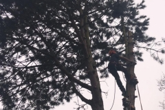 Tolleshunt Tree Care