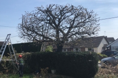 Tolleshunt Tree Care