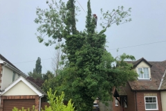 Tolleshunt Tree Care