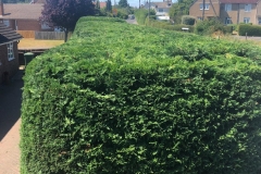 Tolleshunt Tree Care
