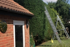 Tolleshunt Tree Care
