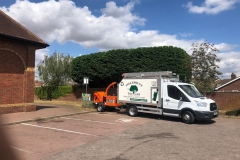 Tolleshunt Tree Care
