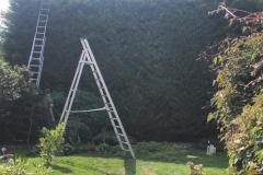 Tolleshunt Tree Care