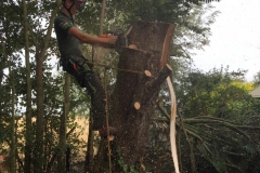 Tolleshunt Tree Care