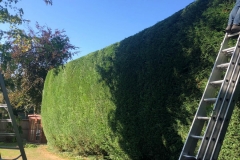 Tolleshunt Tree Care