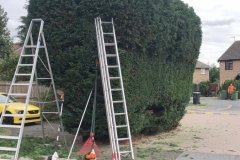 Tolleshunt Tree Care