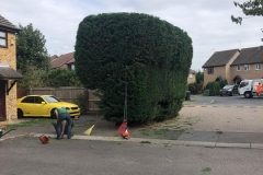 Tolleshunt Tree Care
