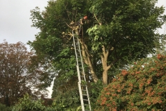 Tolleshunt Tree Care