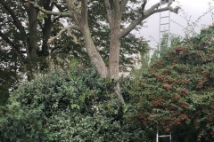 Tolleshunt Tree Care