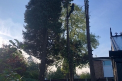 Tolleshunt Tree Care