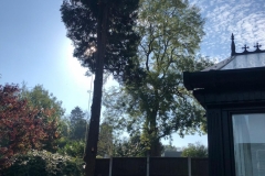 Tolleshunt Tree Care