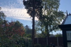 Tolleshunt Tree Care