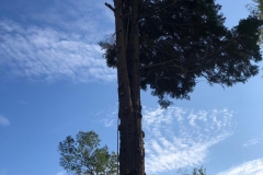Tolleshunt Tree Care