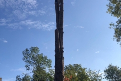 Tolleshunt Tree Care