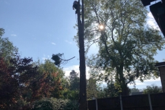 Tolleshunt Tree Care