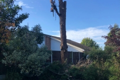 Tolleshunt Tree Care