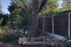 Tolleshunt Tree Care