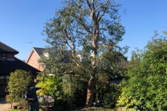 Tolleshunt Tree Care