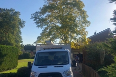 Tolleshunt Tree Care