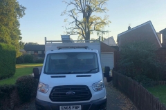 Tolleshunt Tree Care
