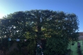 Tolleshunt Tree Care