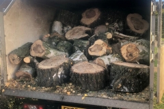 Tolleshunt Tree Care