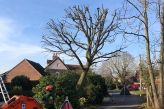 Tolleshunt Tree Care