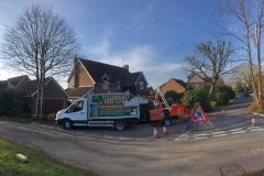 Tolleshunt Tree Care