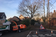 Tolleshunt Tree Care