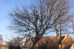 Tolleshunt Tree Care
