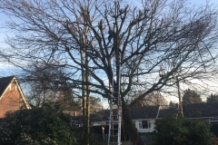 Tolleshunt Tree Care