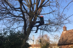 Tolleshunt Tree Care