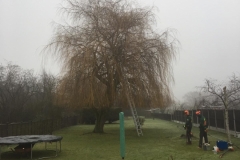 Tolleshunt Tree Care