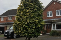 Tolleshunt Tree Care