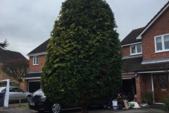 Tolleshunt Tree Care