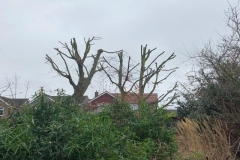 Tolleshunt Tree Care